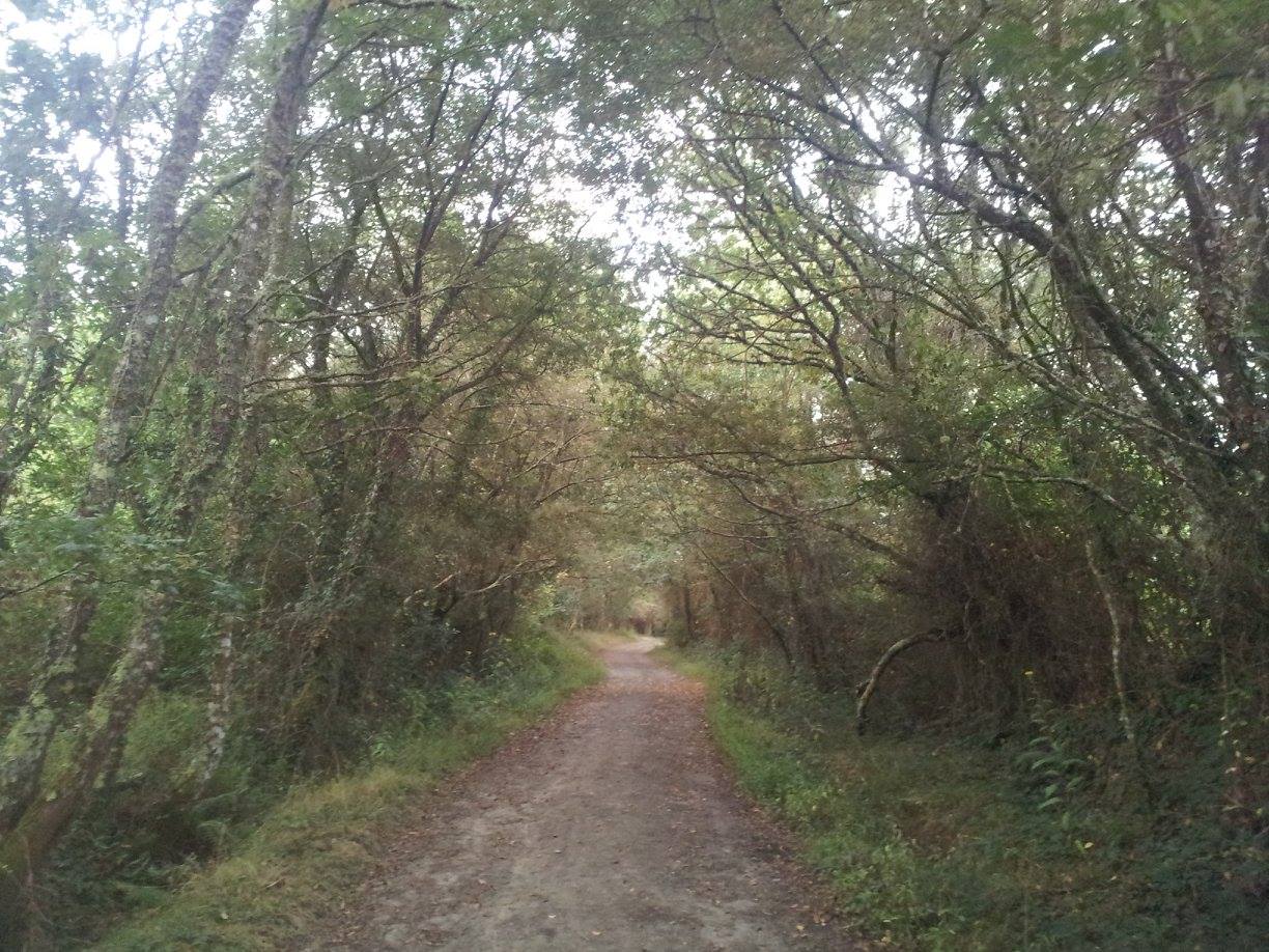 camino-de-santiago-galicia