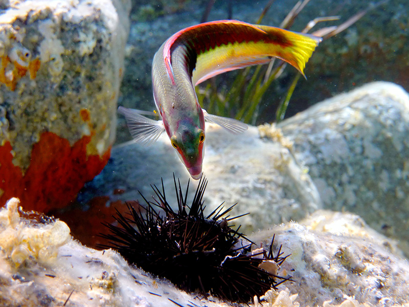 acuario de lanzarote