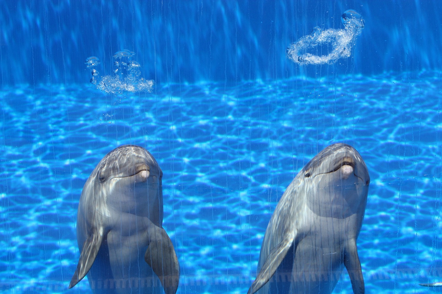 Acuario delfines