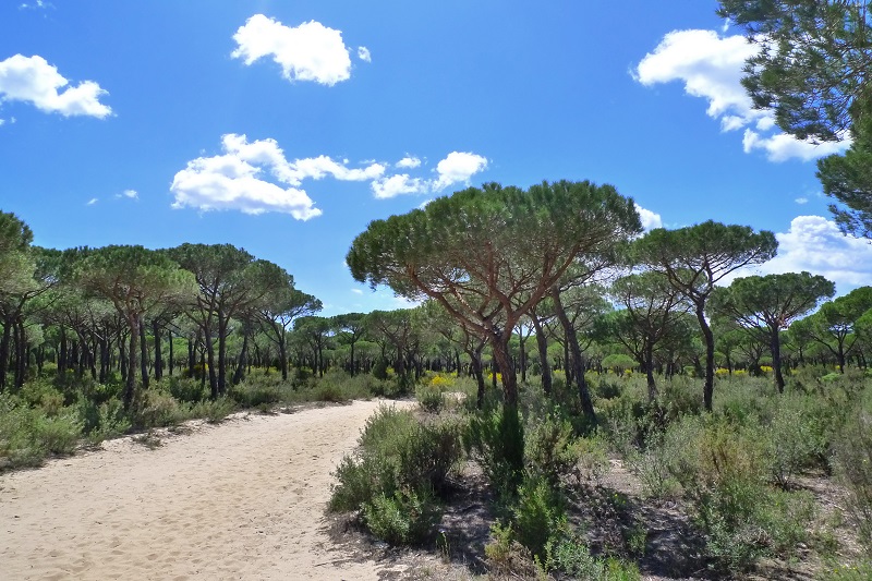 Parque natural Doñana Huelva