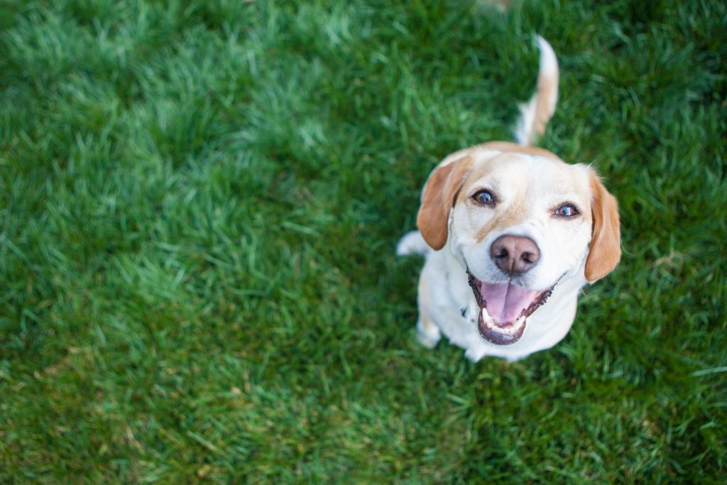 Perro labrador felicidad