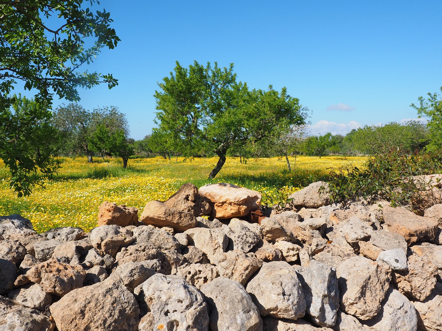 Pizarra campo andaluz