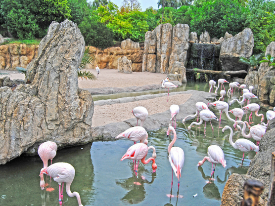 Bioparc Valencia