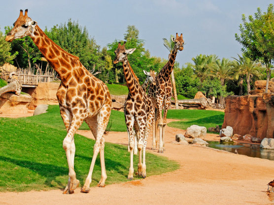 Bioparc Valencia