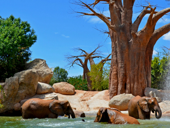 Bioparc Valencia