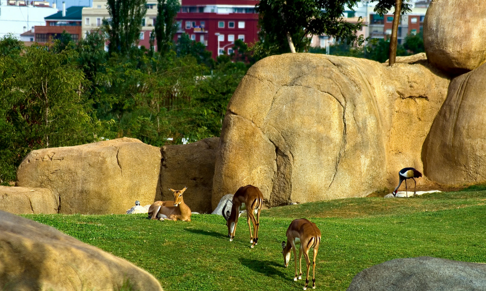 Bioparc Valencia