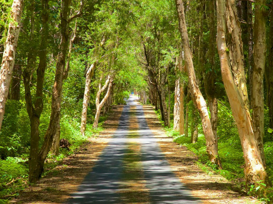 Qué ver y qué hacer en mauricio: visitar el parque nacional de Black River Gorge