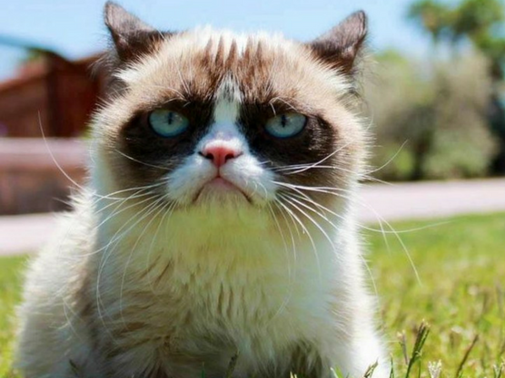 Grumpy cat también es un ejemplo de blogs de animales que viajan con sus dueños