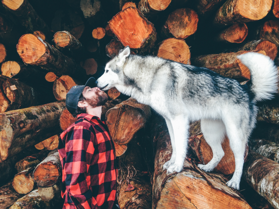 Loki y su blog de animales desmuestran que es posible viajar con tu mascota