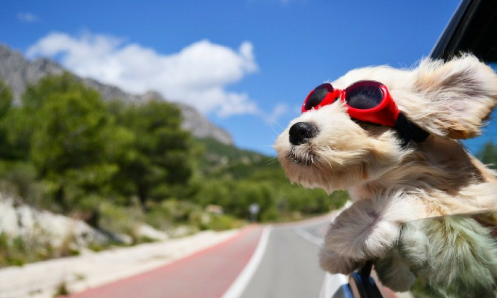 Dos chicas viajan con su perro en coche como ejemplo de blogs de animales viajeros