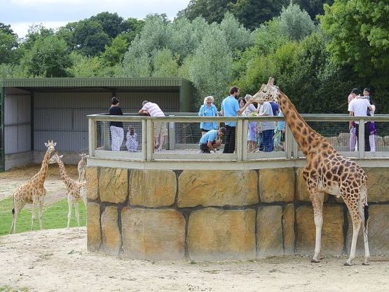 Un plan divertido para hacer en familia es ir a un safari