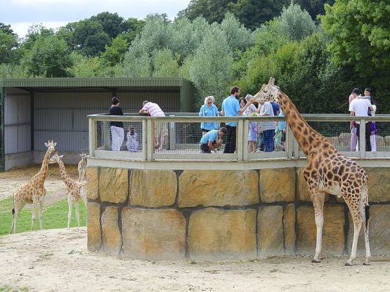 Un plan divertido para hacer en familia es ir a un safari