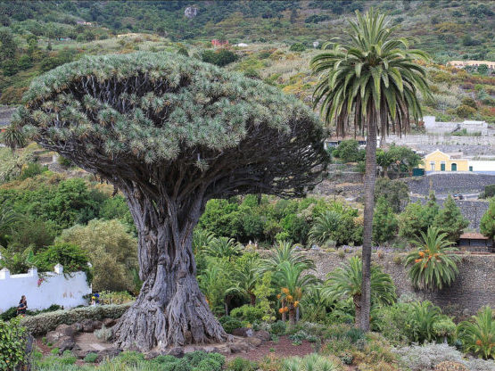 que-ver-en-tenerife-drago-milenario-muchosol