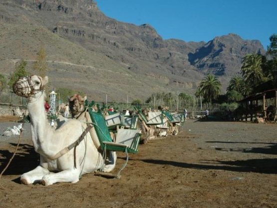 gran-canaria-con-niños-camello-muchosol