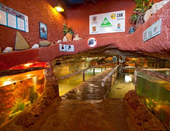 ibiza-con-niños-acuarium-muchosol