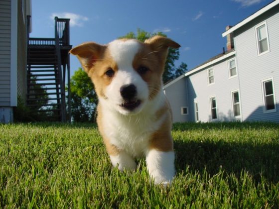 Revisar-antes-de-irte-de-vacaciones-mascota-muchosol