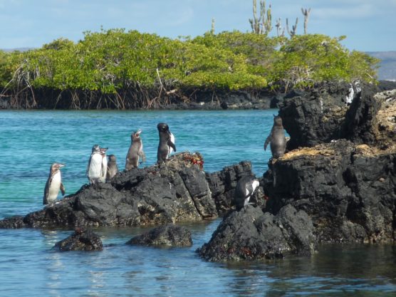 lugares-patrimonio-de-la-humanidad-galapagos-muchosol