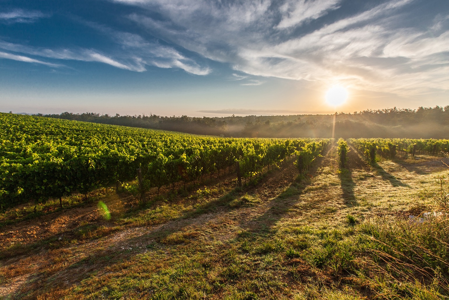 ruta-del-vino-en-la-Comunidad-Valenciana-muchosol