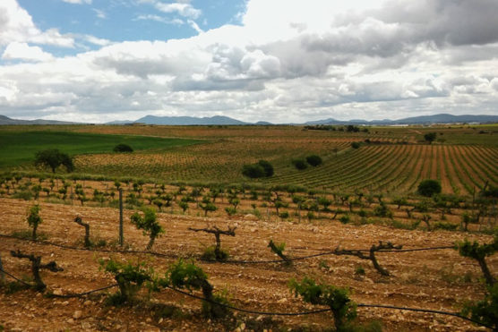 ruta-del-vino-en-la-Comunidad-Valenciana-utiel-muchosol