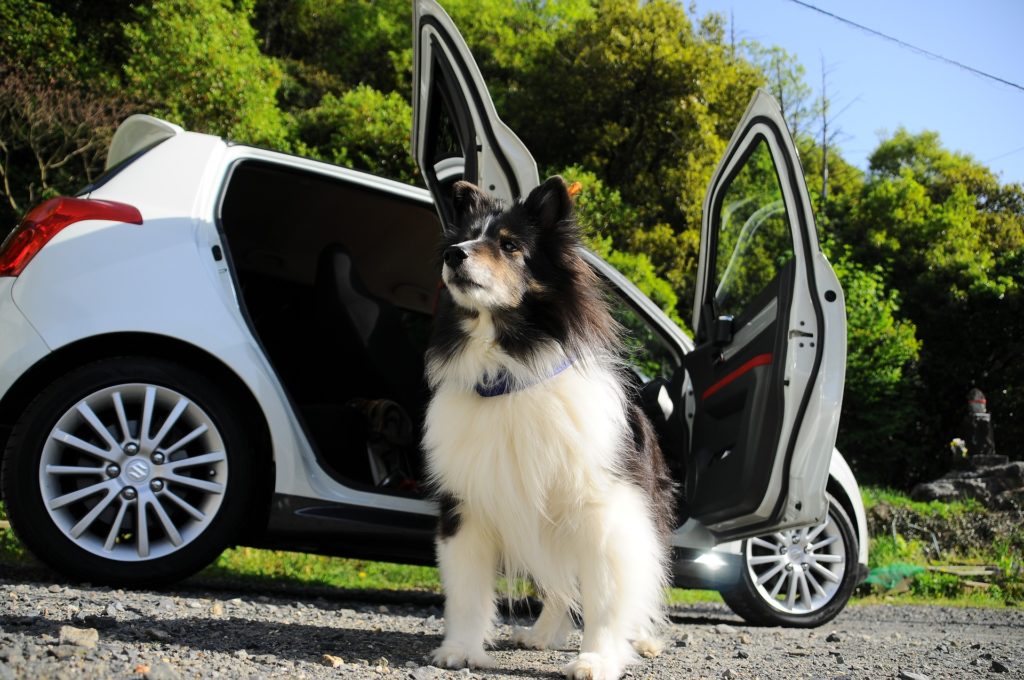 viajar-con-tu-perro-en-coche