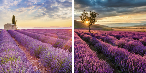 vacaciones-con-poco-presupuesto-lavanda-muchosol