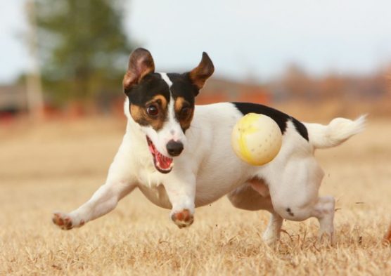 fotografiar-mascotas-perro-muchosol