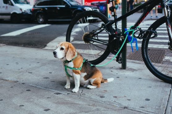 fotografiar-mascotas-seguridad-muchosol