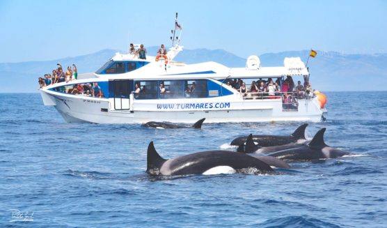 viajes-para-hacer-con-niños-ballenas-muchosol