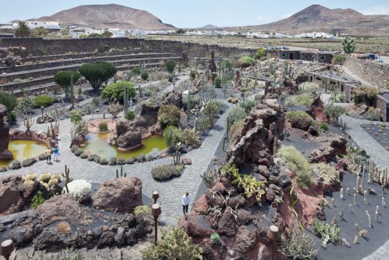 que-ver-en-lanzarote-cactus