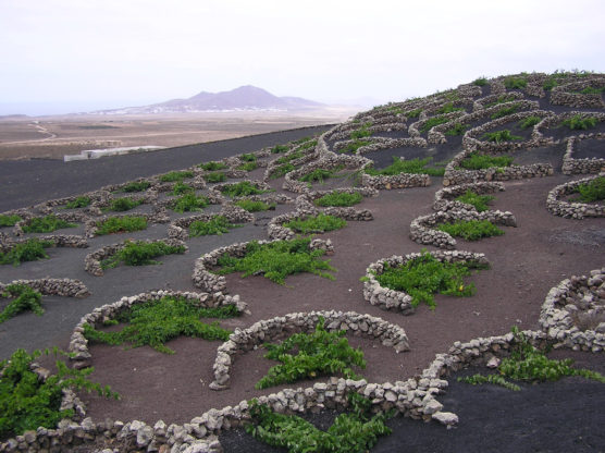 que-ver-en-lanzarote-vino