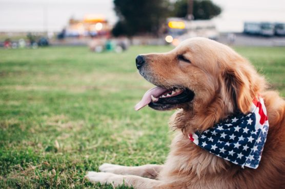 viajar-con-perro-perro