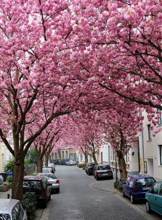 ciudades-con-flores-bonn