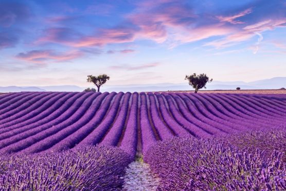 ciudades-con-flores-grasse