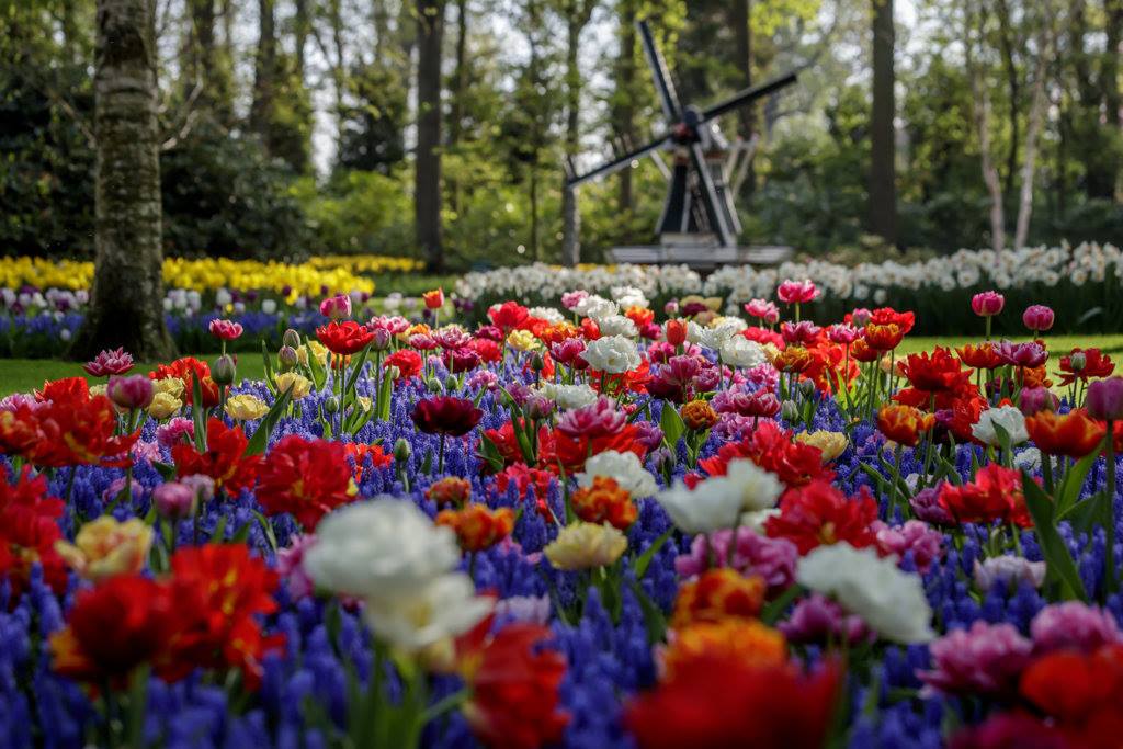 ciudades-con-flores-holanda