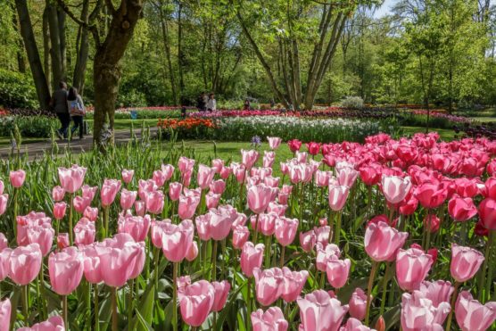 ciudades-con-flores-holanda