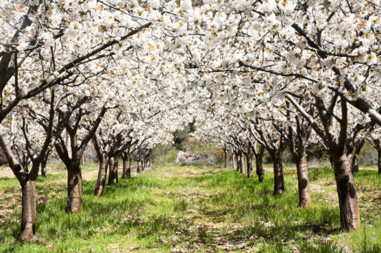 ciudades-con-flores-jerte