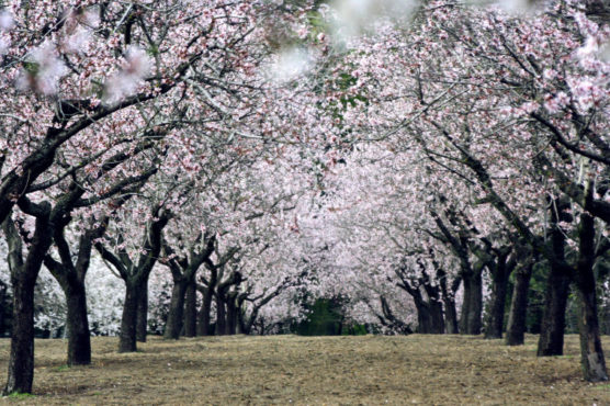 ciudades-con-flores-madrid