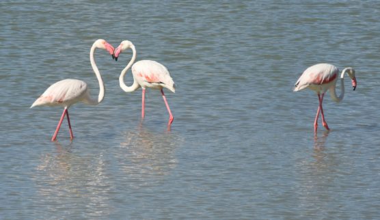 que-ver-en-calpe-flamencos