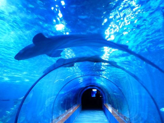 que-hacer-con-niños-en-barcelona-aquarium