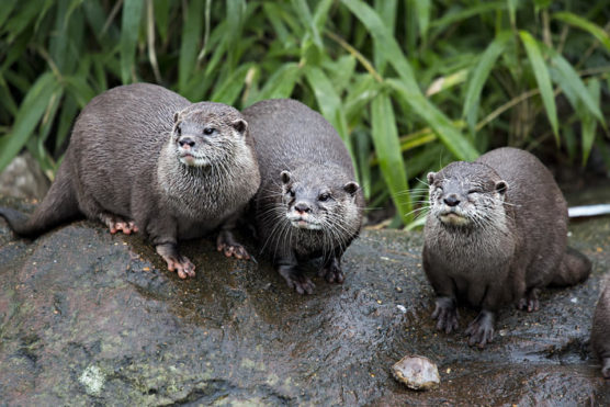 que-hacer-con-niños-en-barcelona-zoo